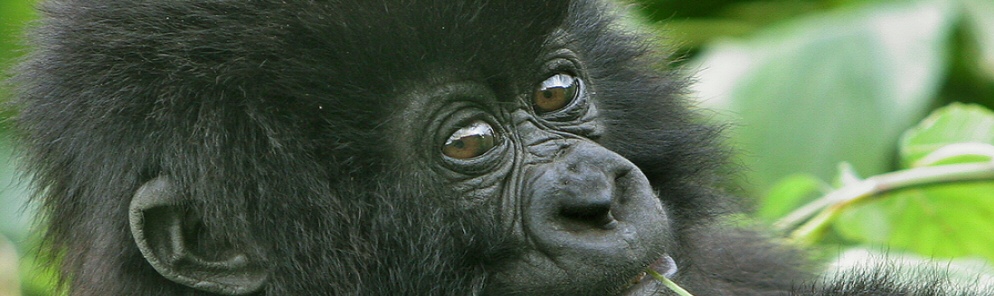 Bwindi gorilla trekking