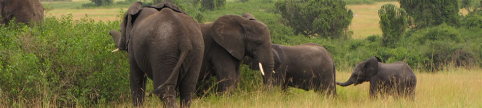safaris to lake mburo national park